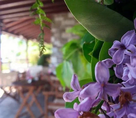 Anemoessa Traditional Gasthuis